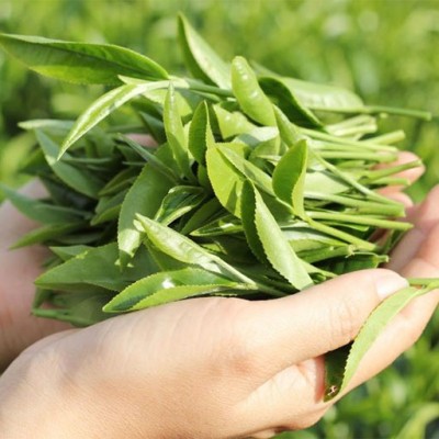 Gội đầu bằng lá trà xanh trị rụng tóc, giảm gàu