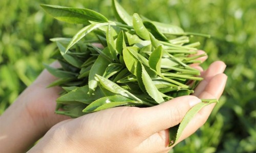 Gội đầu bằng lá trà xanh trị rụng tóc, giảm gàu